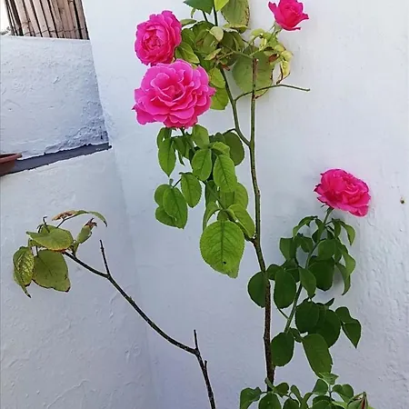 Medina Baguh * Priego de Córdoba